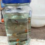 35 poissons guppy 1500f