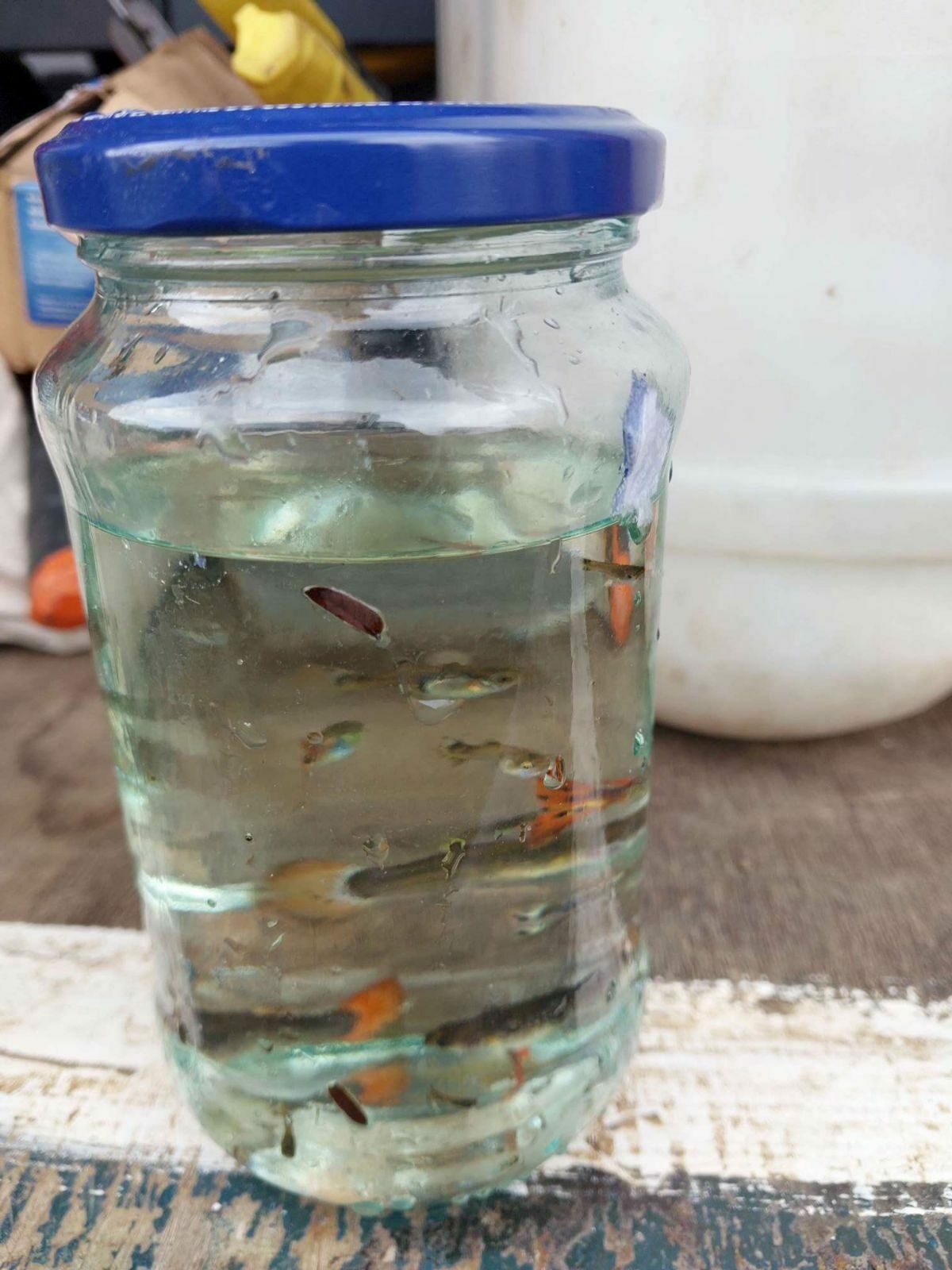 35 poissons guppy 1500f